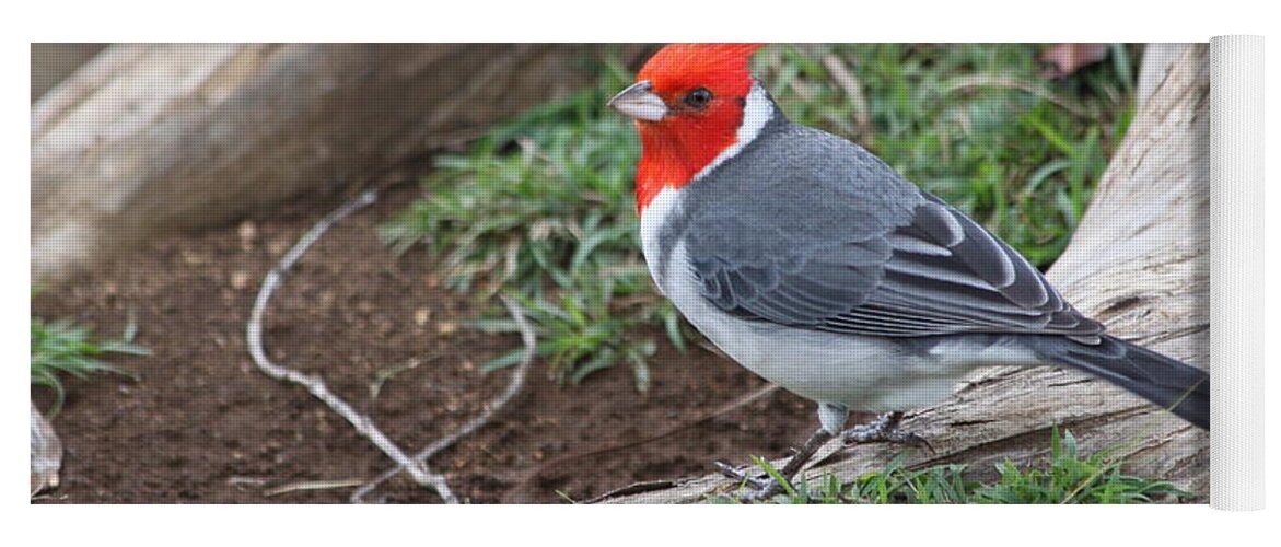 Red Crested Cardinal Yoga Mat featuring the photograph Red Crested Cardinal Male by Lauri Novak