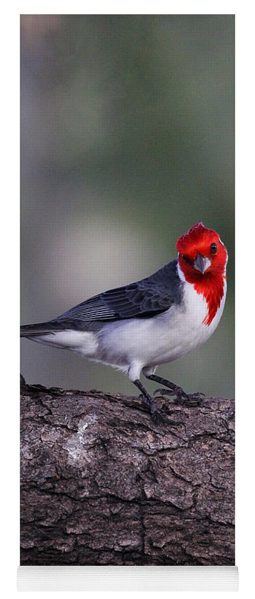 Bird Yoga Mat featuring the photograph Red Crested Posing by Jennifer Robin