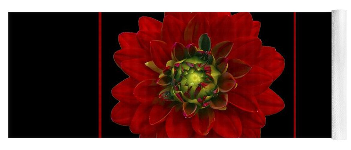 Dahlia Yoga Mat featuring the photograph Red Dahlia by Michael Peychich
