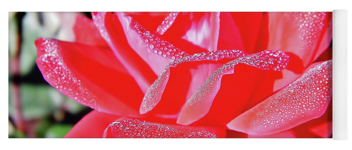 Roses Yoga Mat featuring the photograph Red - Dew Covered - Rose by D Hackett