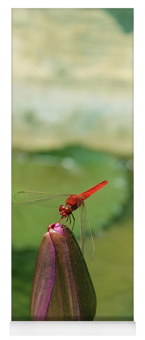 Dragonfly Yoga Mat featuring the photograph Red Dragonfly at Lady Buddha by Samantha Delory