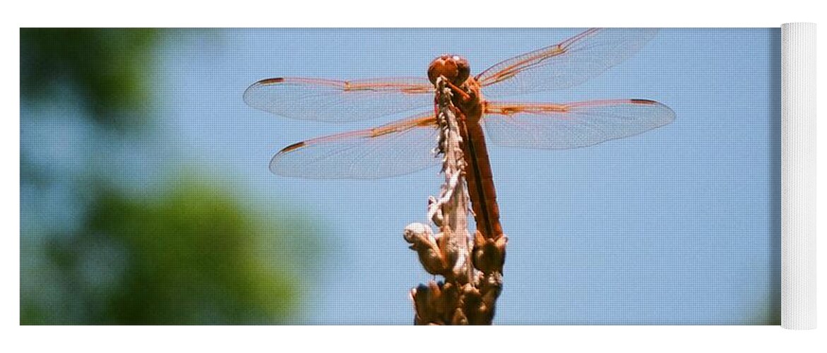 Dragonfly Yoga Mat featuring the photograph Red Dragonfly by Dean Triolo