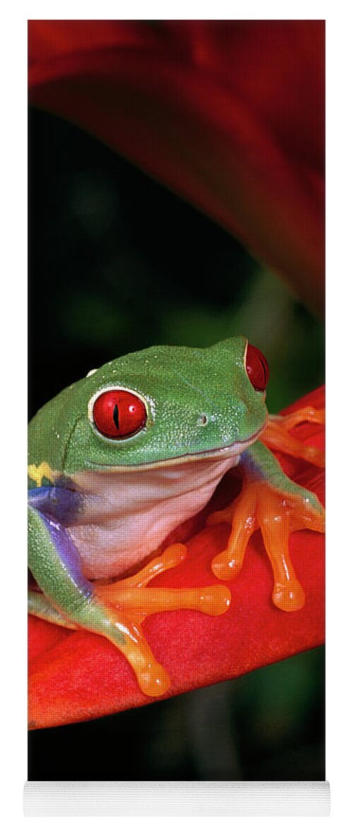 Mp Yoga Mat featuring the photograph Red-eyed Tree Frog Agalychnis by Michael Durham
