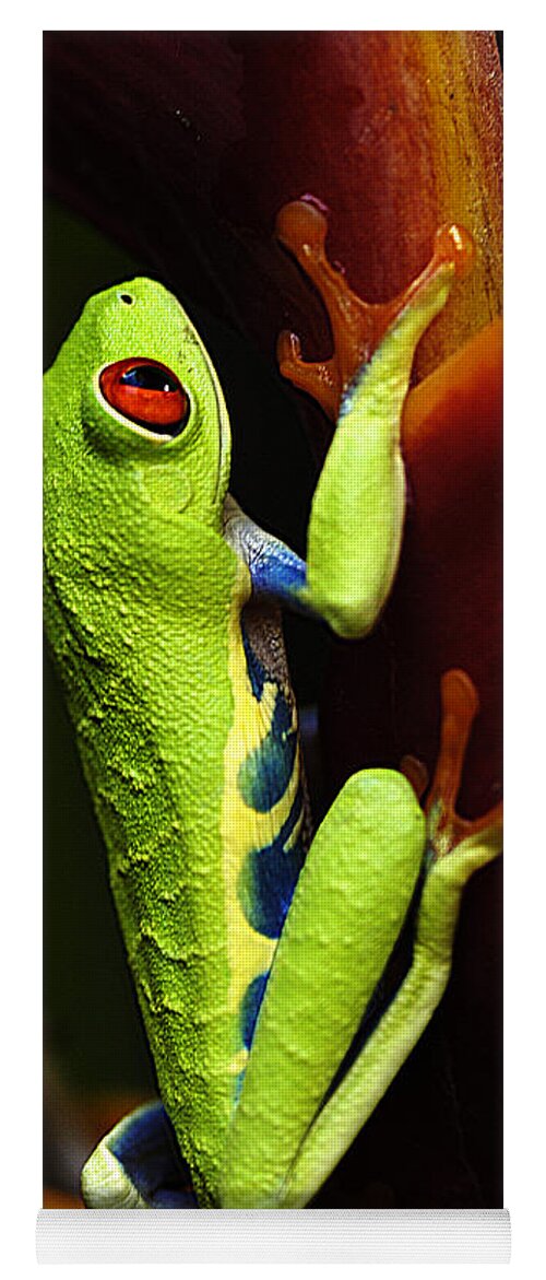 Frog Yoga Mat featuring the photograph Red- Eyed Tree Frog Costa Rica 5 by Bob Christopher