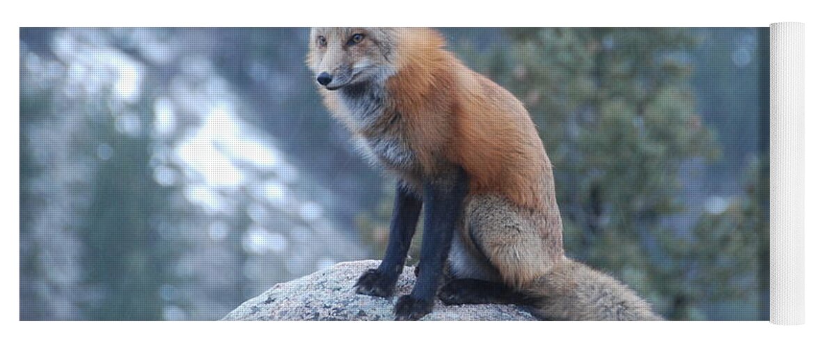 Fox Yoga Mat featuring the photograph Red Fox by Ben Foster