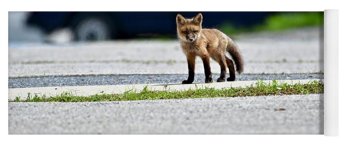 Animal Yoga Mat featuring the photograph Red fox kit standing on old road by JL Images