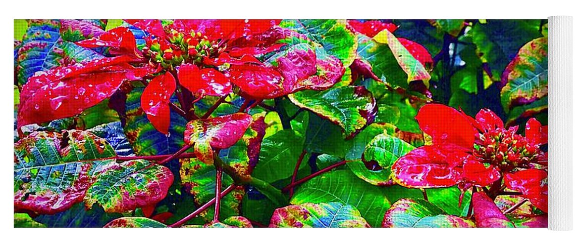 #flowersofaloha #flowerpower #poinsettias Yoga Mat featuring the photograph Red Hawaiian Poinsettias in Puna by Joalene Young