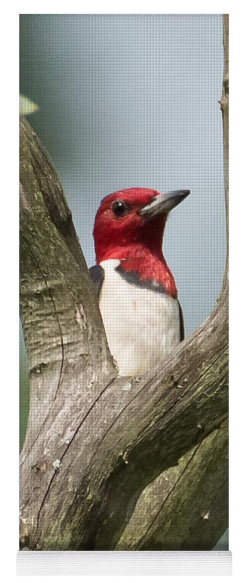Red-headed Woodpecker Yoga Mat featuring the photograph Red-Headed Woodpecker by Holden The Moment