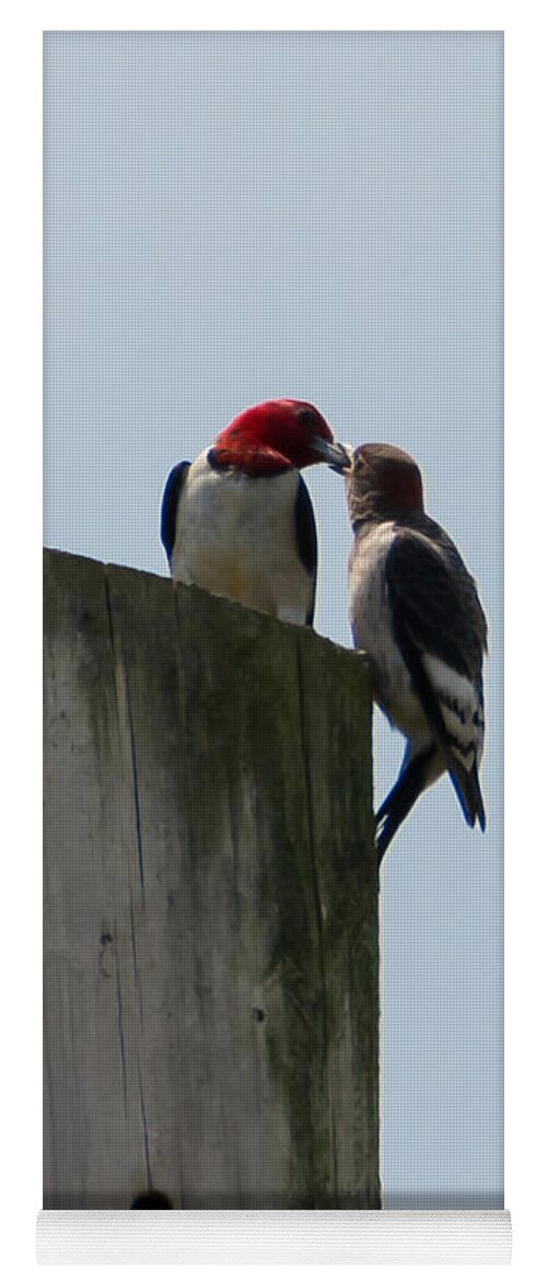 Red Headed Woodpeckers Yoga Mat featuring the photograph Red Headed Woodpeckers by Holden The Moment