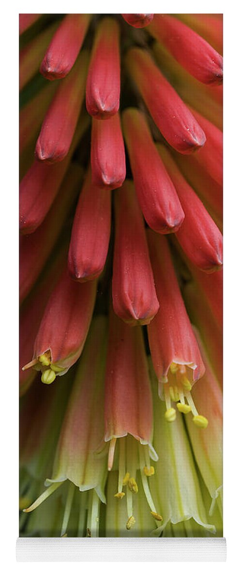 Astoria Yoga Mat featuring the photograph Red Hot Pokers by Robert Potts