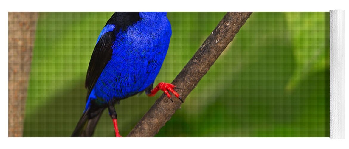 Red-legged Honeycreeper Yoga Mat featuring the photograph Red-legged Honeycreeper by Tony Beck