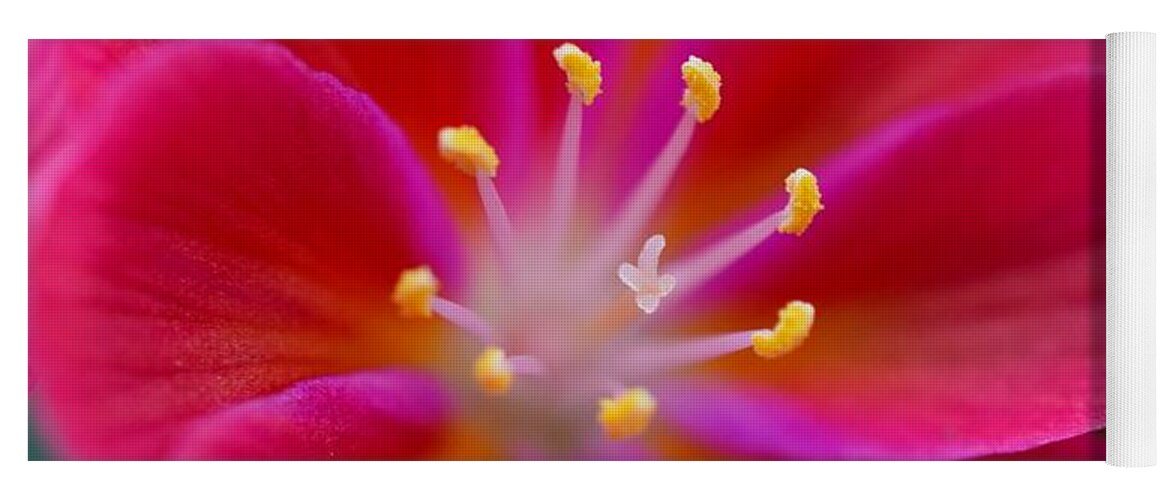 Red Yoga Mat featuring the photograph Red Lewisia by Jimmy Chuck Smith