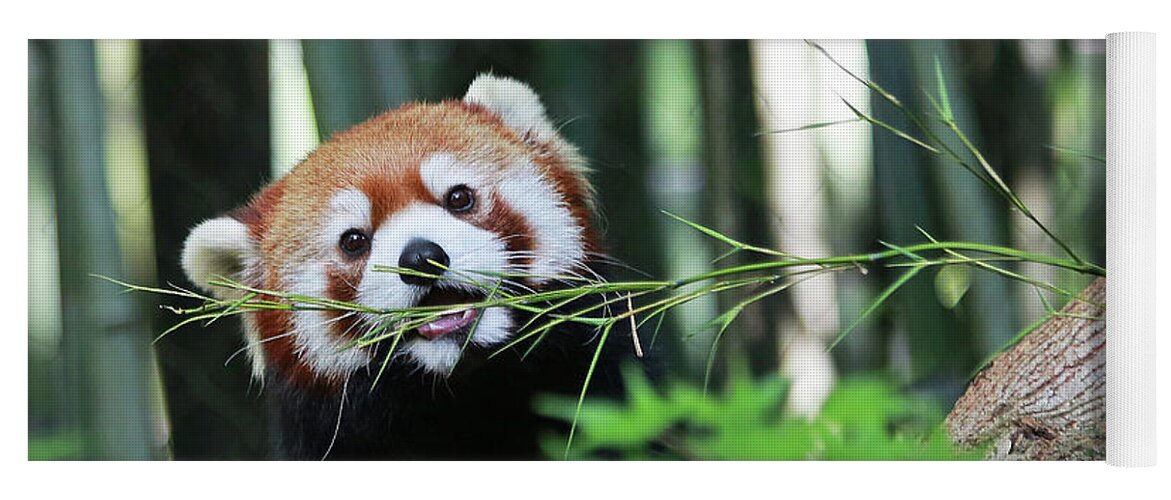 Panda Yoga Mat featuring the photograph Red Panda by Gina Fitzhugh