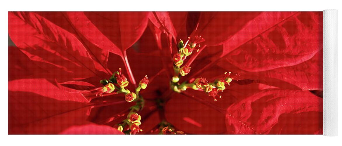 Red Poinsettia Close-up Yoga Mat featuring the photograph Red Poinsettia Macro by Sally Weigand