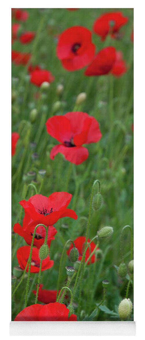 Poppy Yoga Mat featuring the photograph Red poppie anemone field by Michalakis Ppalis