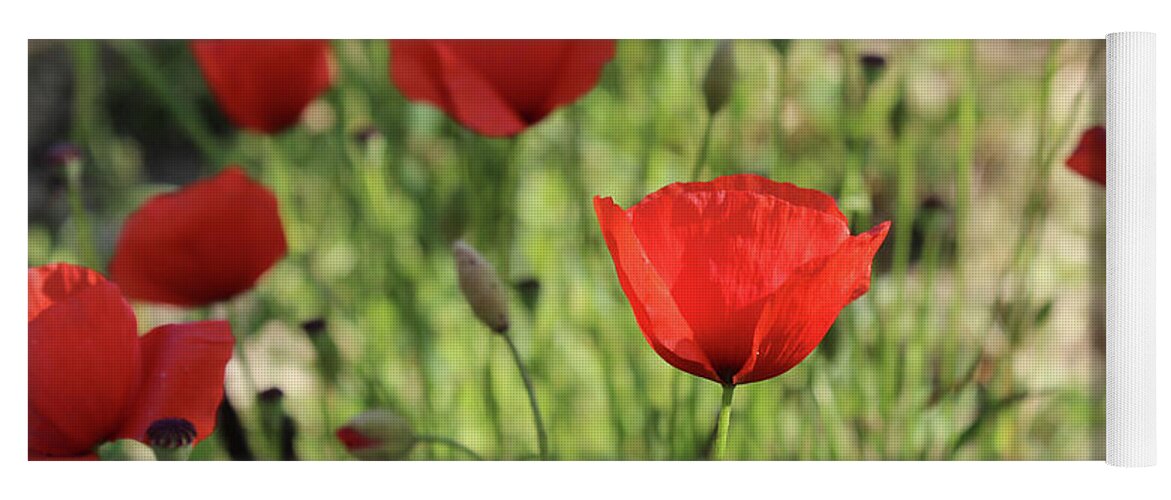Papaver Rhoeas Yoga Mat featuring the photograph Red Poppies growing wild in the Tuscan region of Italy by Adam Long