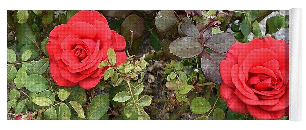 Linda Brody Yoga Mat featuring the photograph Red Roses by Linda Brody