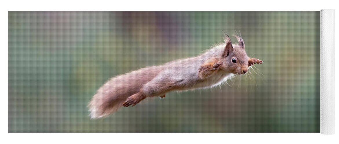 Red Yoga Mat featuring the photograph Red Squirrel Leaping by Pete Walkden