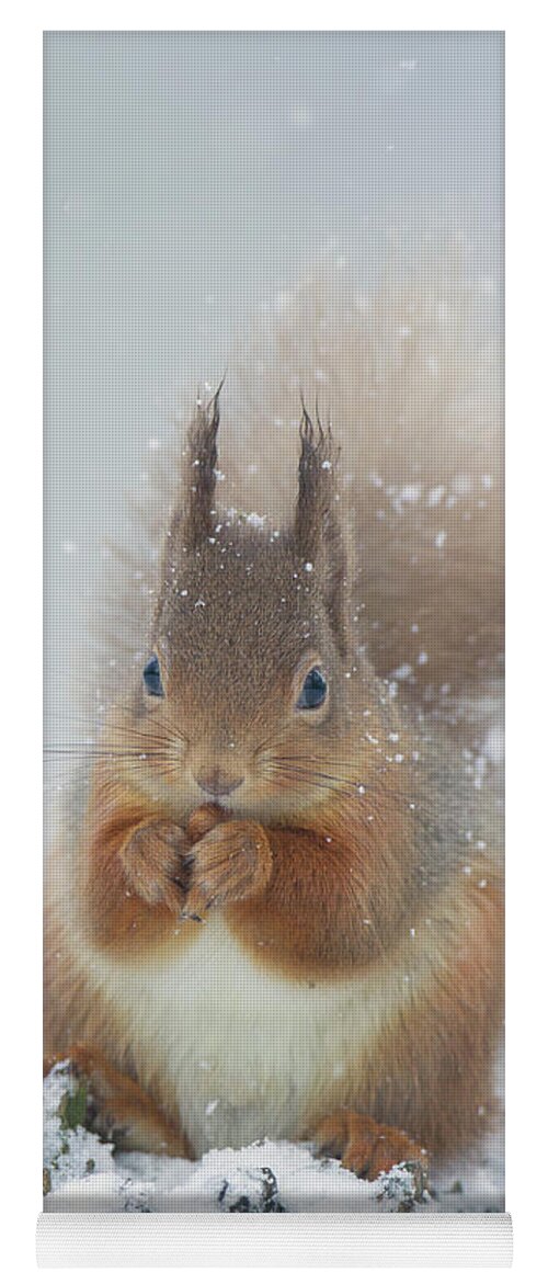 Red Yoga Mat featuring the photograph Red Squirrel With Snowflakes by Pete Walkden