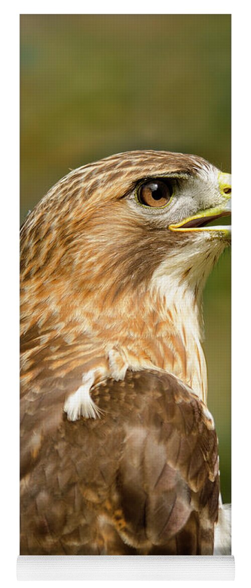 Animal Yoga Mat featuring the photograph Red-Tailed Hawk Close-up by Ann Bridges