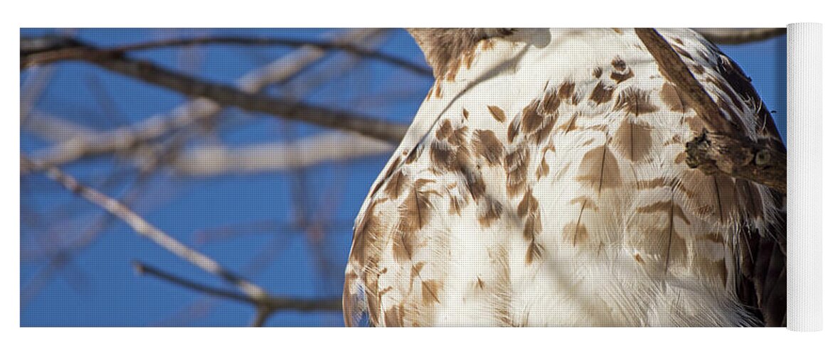 Hawk Yoga Mat featuring the photograph Red Tailed Hawk by Deborah Ritch