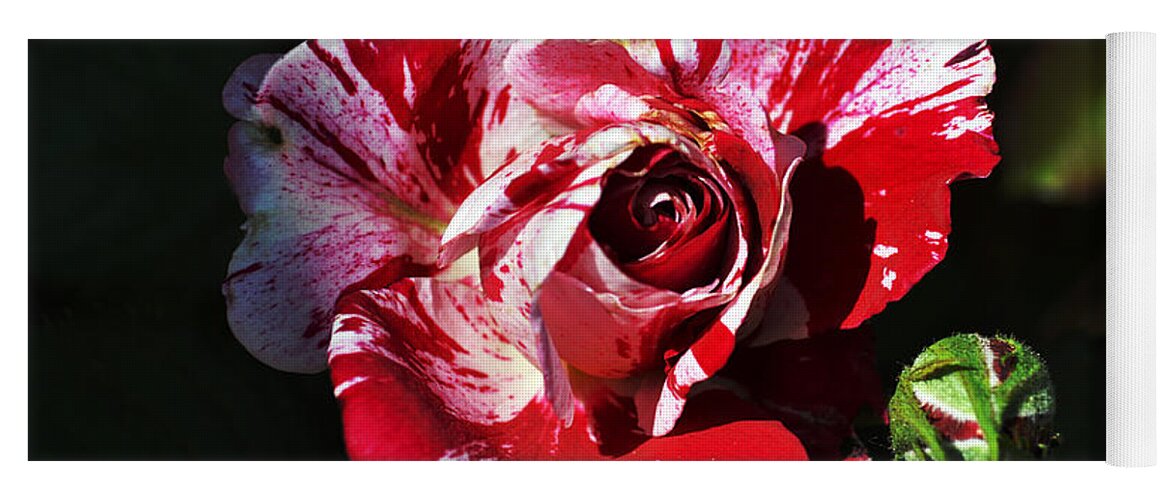 Clay Yoga Mat featuring the photograph Red Verigated Rose by Clayton Bruster
