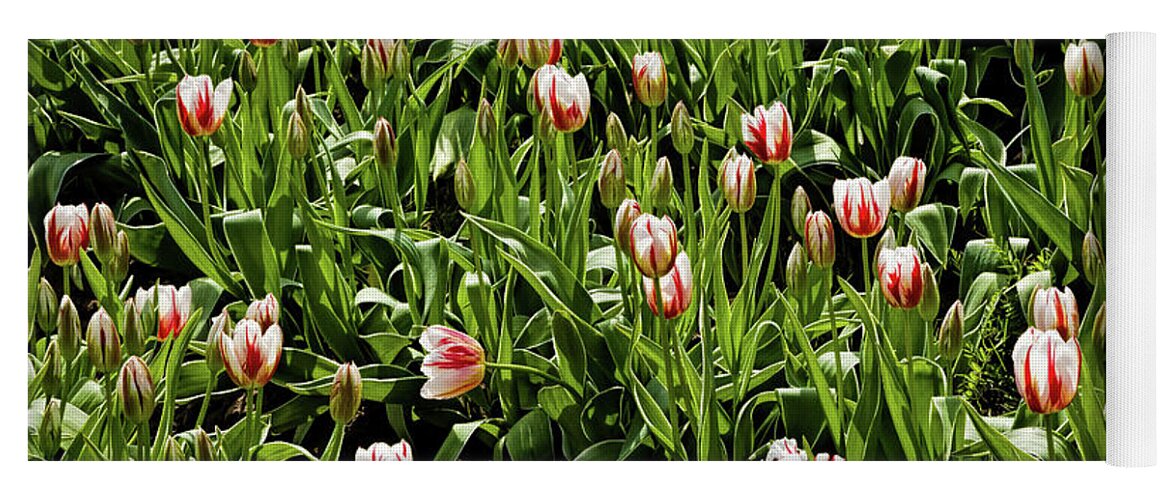 Red White And Green Yoga Mat featuring the photograph Red White and Green by Jon Burch Photography