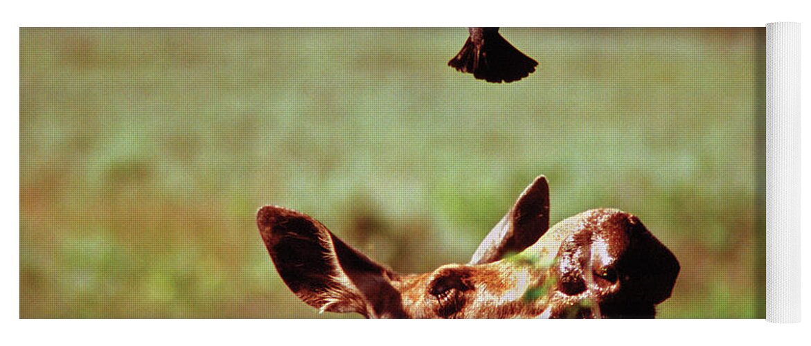 Moose Yoga Mat featuring the photograph Red-Winged Blackbird Attacking Moose by Ted Keller