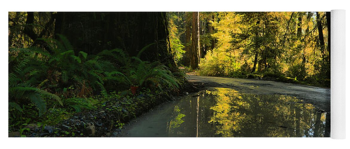 Redwood National Park Yoga Mat featuring the photograph Redwood Reflecitons Landscape by Adam Jewell