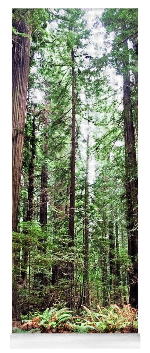 California Redwood Trees Yoga Mat featuring the photograph Redwood5 by George Arthur Lareau