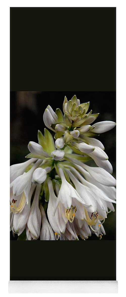 Hosta Yoga Mat featuring the photograph Renaissance Lily by Marie Hicks