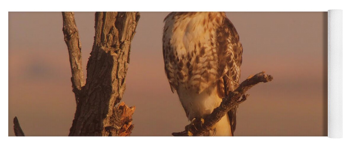 Hawk Yoga Mat featuring the photograph Resting hawk by Jeff Swan