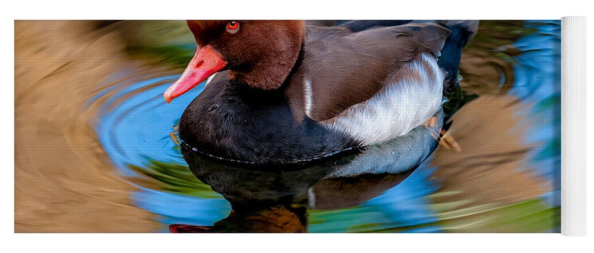 Bird Yoga Mat featuring the photograph Resting In Pool Of Colors by Christopher Holmes