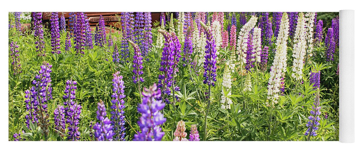 Lupines Yoga Mat featuring the photograph Roadside Attraction by Holly Ross