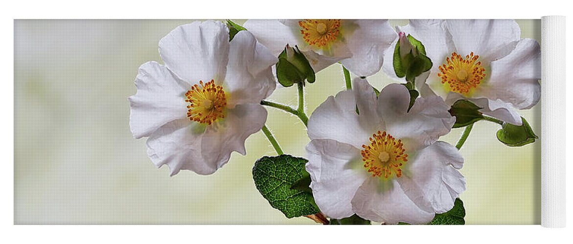Floral Yoga Mat featuring the photograph Rock Rose by Shirley Mitchell