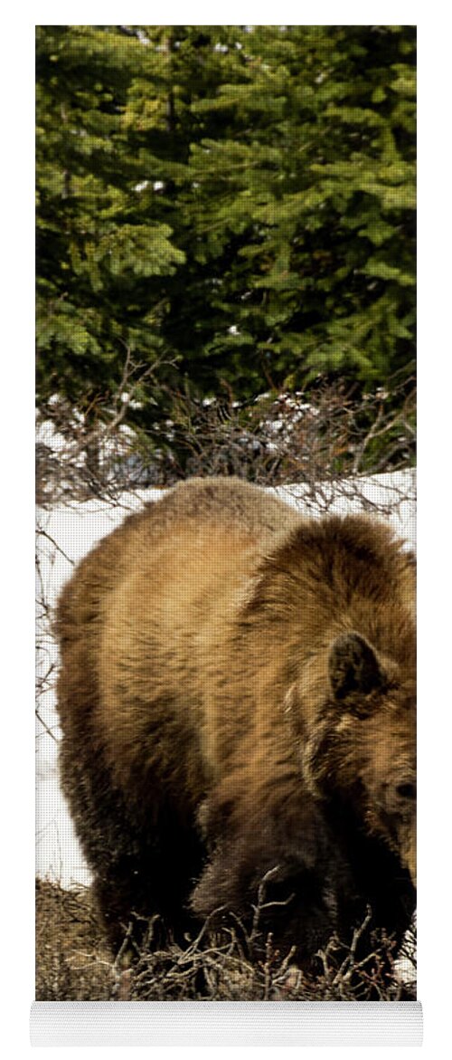 Bear Yoga Mat featuring the photograph Rockies Grizzly by Louise Magno