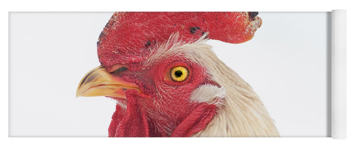 Chicken Yoga Mat featuring the photograph Rooster Named Spot by Troy Stapek
