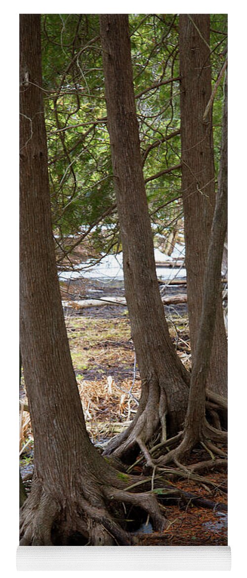 Landscape Yoga Mat featuring the photograph Roots by Linda Kerkau
