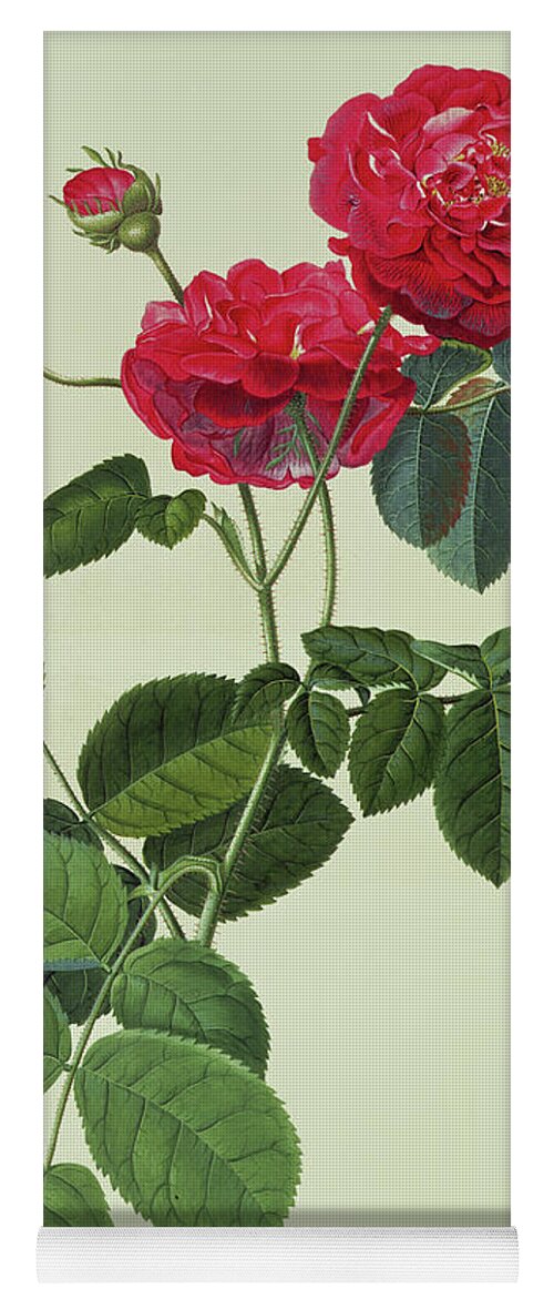 Rose Yoga Mat featuring the painting Rosa Holoferica multiplex by Georg Dionysius Ehret