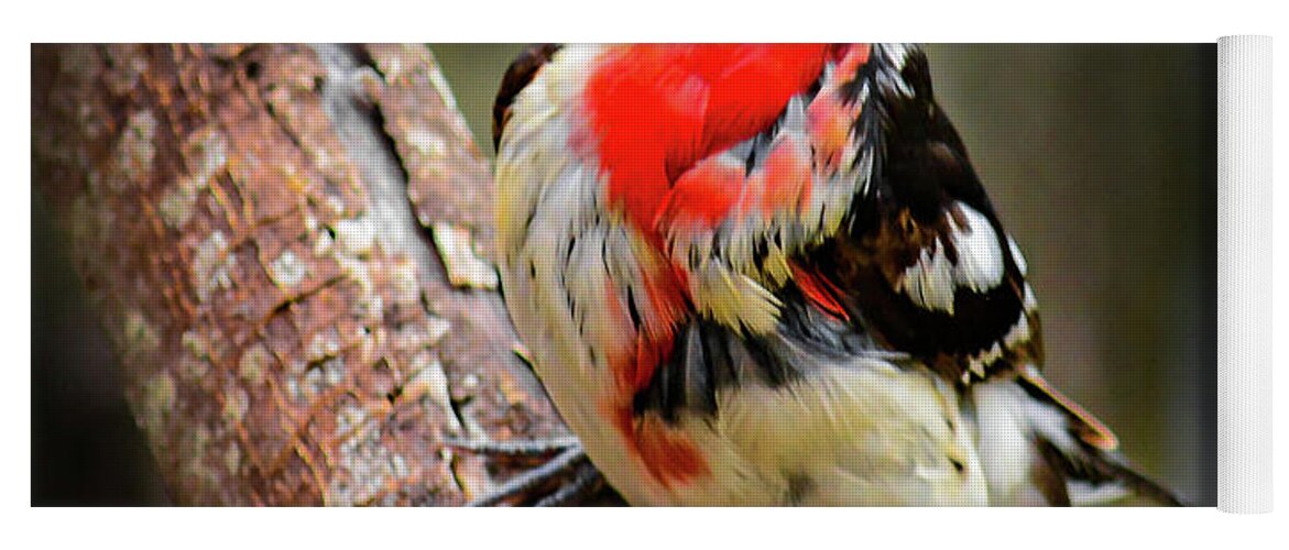 Nature Yoga Mat featuring the photograph Rose-breasted Grosbeak by Barry Bohn
