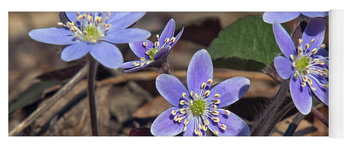 Flower Yoga Mat featuring the photograph Round-lobed Hepatica DSPF116 by Gerry Gantt