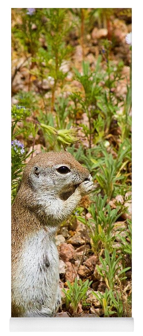 Photography Yoga Mat featuring the photograph Round-Tailed Ground Squirrel by Sean Griffin