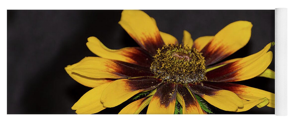 Flower Yoga Mat featuring the photograph Rudbeckia by Donna Brown