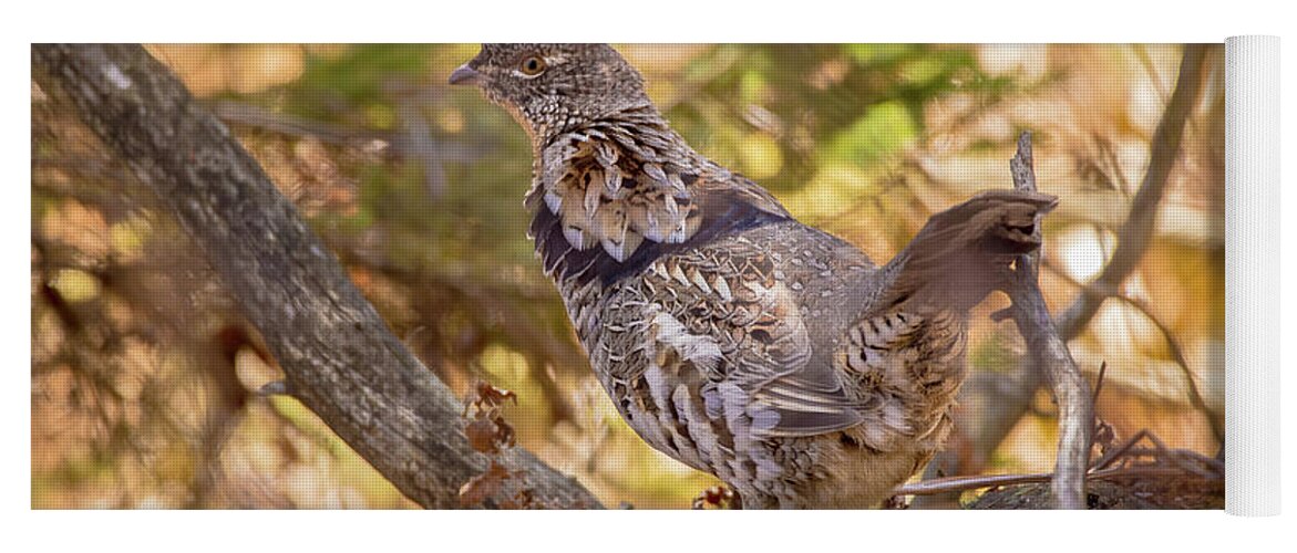 Wildlife Yoga Mat featuring the photograph Ruffed Grouse Partridge -9211 by Norris Seward