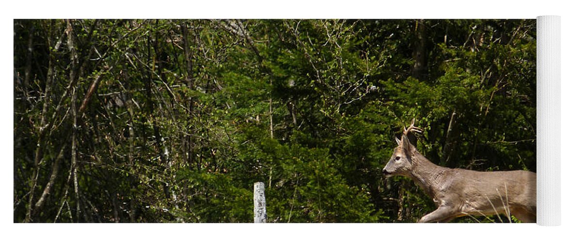 Deer Yoga Mat featuring the photograph A running roe buck by Phil Banks