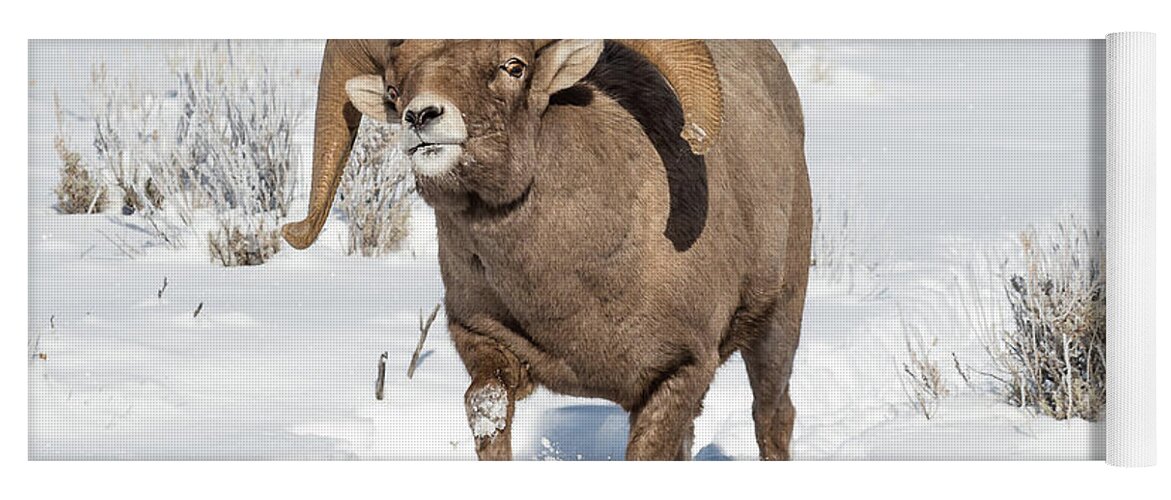 Big-horn Ram Yoga Mat featuring the photograph Running Rough During Rut by Yeates Photography