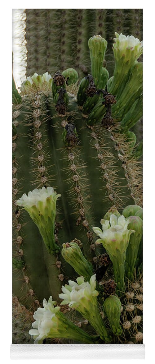 Wickenburg Yoga Mat featuring the photograph Saguaro buds and blooms by Gaelyn Olmsted