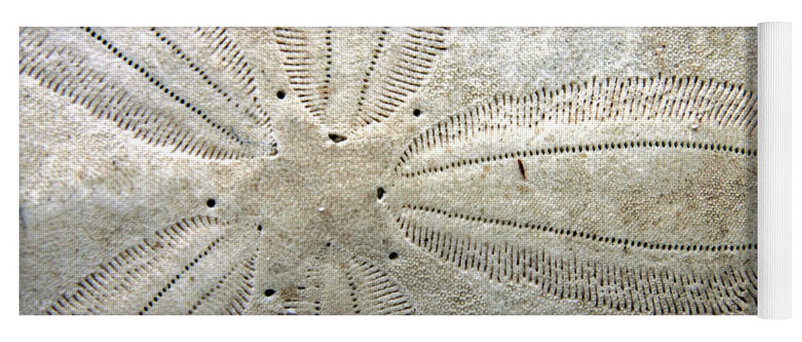 Ocean Yoga Mat featuring the photograph Sand Dollar by Ira Marcus