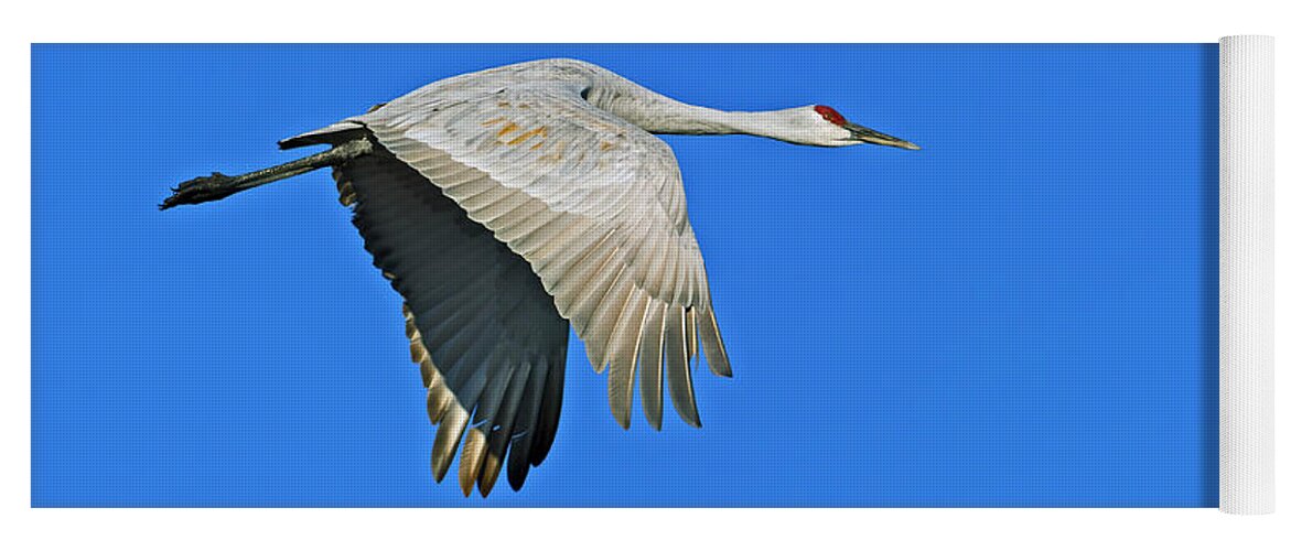 Bosque Yoga Mat featuring the photograph Sandhill Crane Flyby by Gary Langley