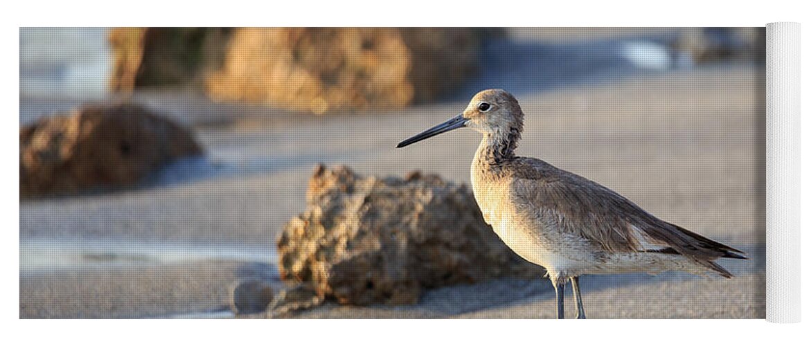 Florida Yoga Mat featuring the photograph Sandpiper by Paul Schultz